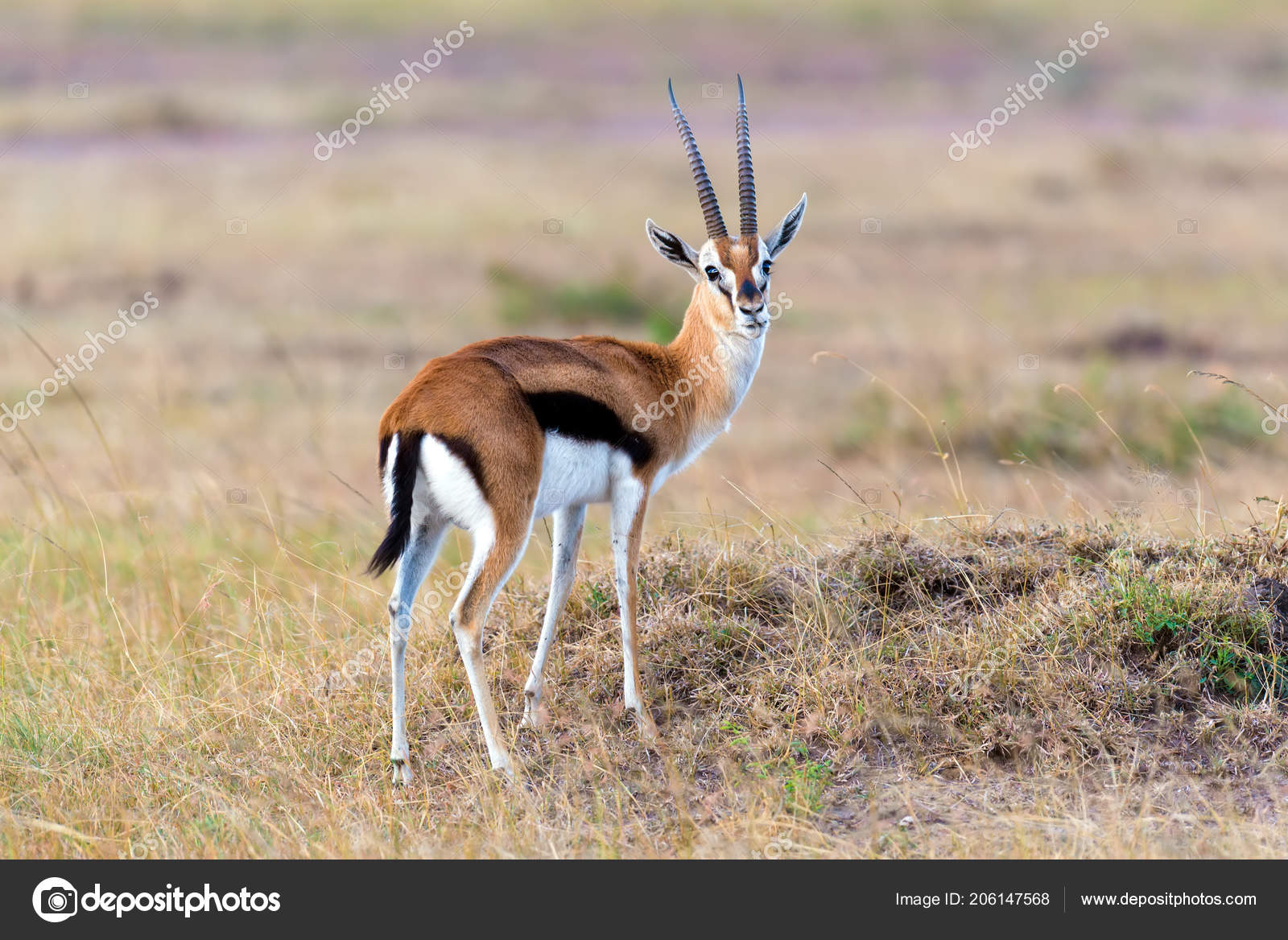ガゼル属写真素材 ロイヤリティフリーガゼル属画像 Depositphotos
