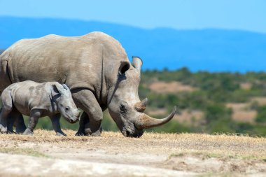 Afrikalı beyaz rhino, Kenya Milli Parkı