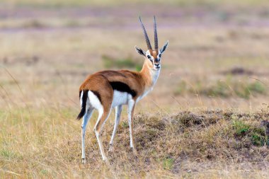 Thomson's gazelle on savanna in National park of Africa clipart