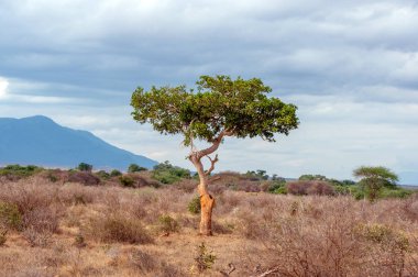 Kimse ile güzel manzara ağaç Afrika'da