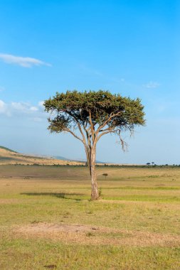 Kimse ile güzel manzara ağaç Afrika'da