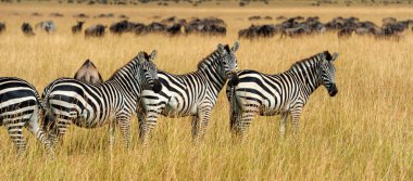 Zebra Afrika 'da çayırlarda, Kenya Ulusal Parkı' nda