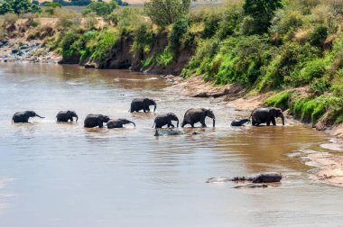 Fil su. Kenya Ulusal Parkı, Afrika