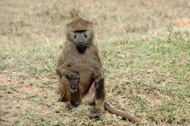 Babun Kenya Milli Parkı, Afrika