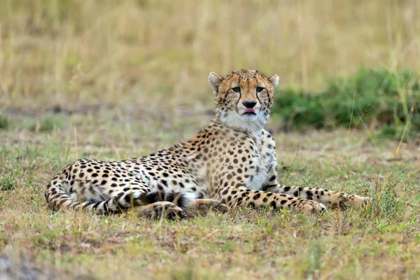Дикі Африканські Гепарди Чудові Ссавці Африка Кенія — стокове фото