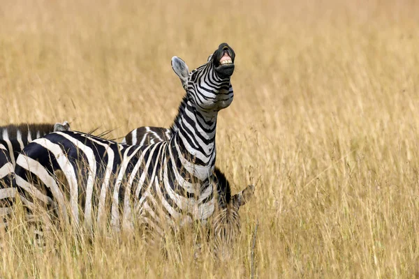 Zebra Pastvinách Africe Národní Park Keňa — Stock fotografie