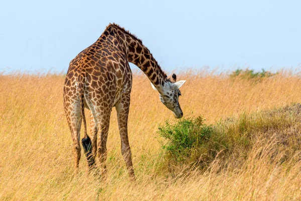Żyrafa Parku Narodowym Kenia Afryka — Zdjęcie stockowe