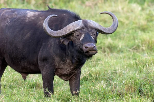 Wilder Afrikanischer Büffelbulle Afrika Kenia — Stockfoto