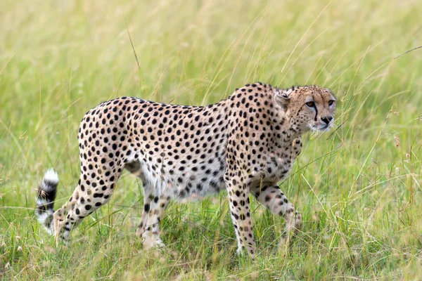 Άγριο Αφρικάνικο Τσιτάχ Όμορφο Θηλαστικό Ζώο Αφρική Κένυα — Φωτογραφία Αρχείου