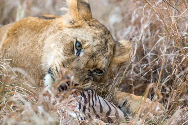 Lew Parku Narodowego Kenii Afryce — Zdjęcie stockowe