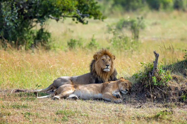 Lion Dans Parc National Kenya Afrique — Photo