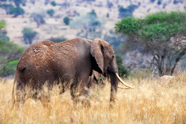 Elefant Nationalpark Von Kenia Afrika — Stockfoto