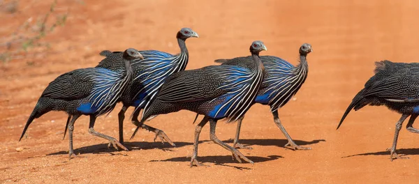 Acryllium Vulturinum Vulturine Guineafowl Tsavo East Park Kenya — Fotografie, imagine de stoc