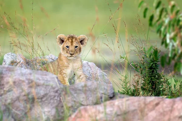 Filhote Leão Africano Panthera Leo Parque Nacional Quênia África — Fotografia de Stock