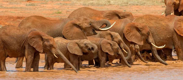 Elefante Agua Parque Nacional Kenia África — Foto de Stock