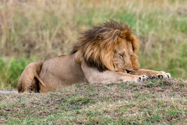 Uomo Leone Vicino Nel Parco Nazionale Del Kenya Africa — Foto Stock