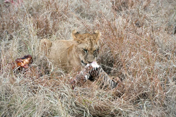 Lion National Park Kenya Africa — Stock Photo, Image