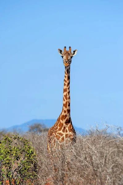 Giraffa Nel Parco Nazionale Del Kenya Africa — Foto Stock