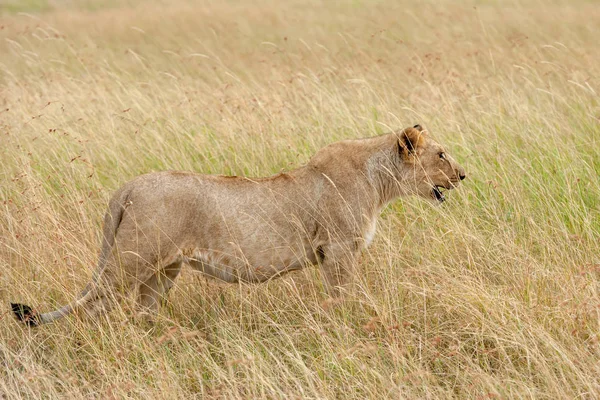 Kenya Ulusal Parkı Afrika Aslan — Stok fotoğraf