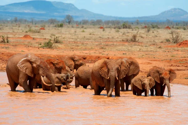Elefante Agua Parque Nacional Kenia África — Foto de Stock