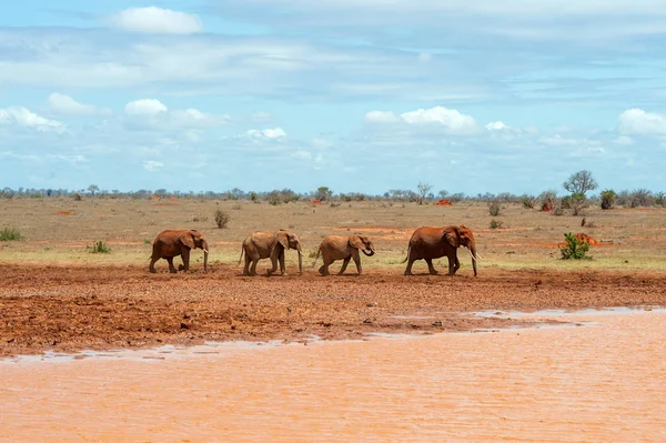 Elefante Agua Parque Nacional Kenia África — Foto de Stock