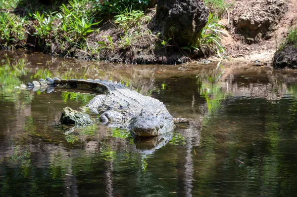 Grand Crocodile Dans Parc National Kenya Afrique — Photo