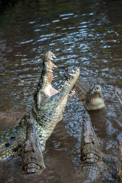 Большой Крокодил Национальном Парке Кении Африка — стоковое фото