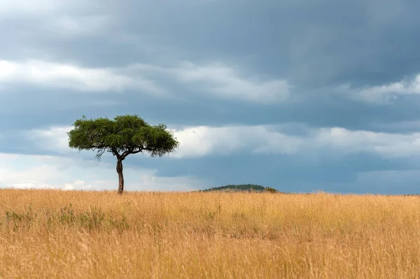 Krásná Krajina Nikým Strom Africe — Stock fotografie