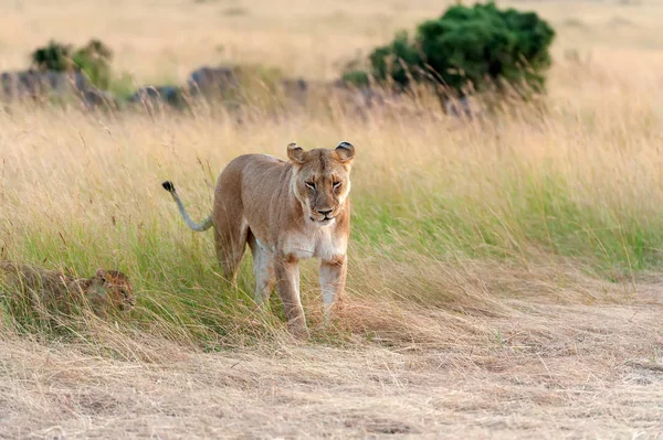 Kenya Ulusal Parkı Afrika Aslan — Stok fotoğraf