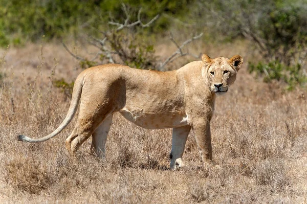 Singa Taman Nasional Kenya Afrika — Stok Foto