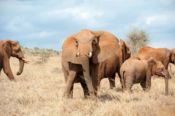 Kenya Ulusal Parkı Afrika Daki Fil — Stok fotoğraf
