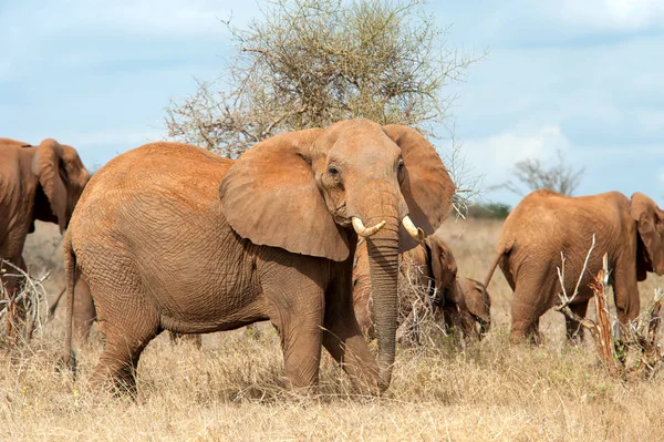 Olifant Nationaal Park Van Kenia Afrika — Stockfoto