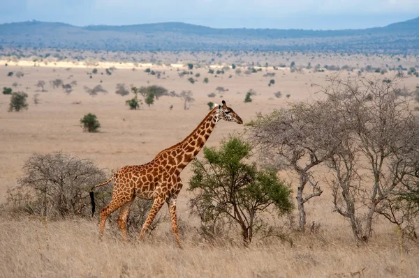 Giraffa Nel Parco Nazionale Del Kenya Africa — Foto Stock