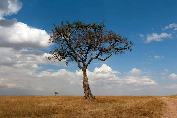 Kimse Ile Güzel Manzara Ağaç Afrika — Stok fotoğraf