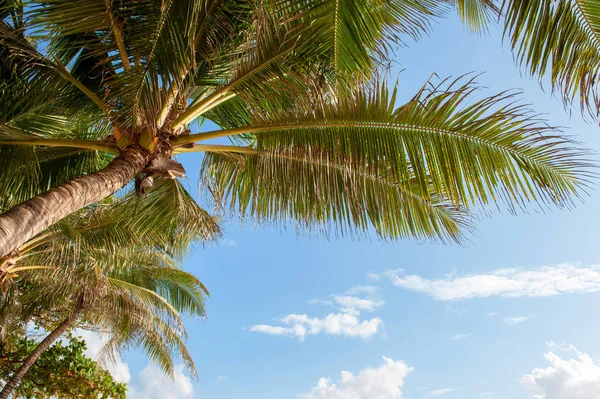 Green palm tree against blue sky and white clouds at beach