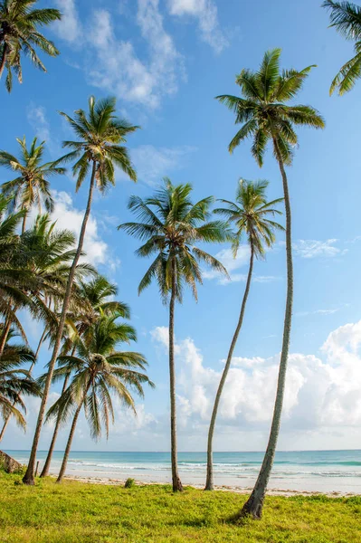 Schöne Palmen Strand Indischer Ozean — Stockfoto