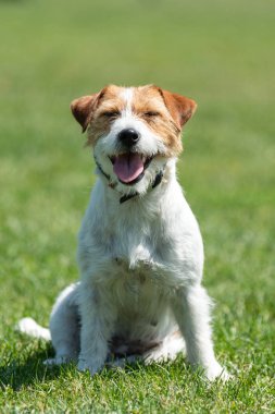 Jack Russel Terrier köpek yaz gün