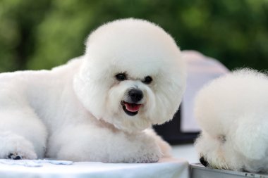 Bebek Bichon köpek çimlerin üzerine kapatın