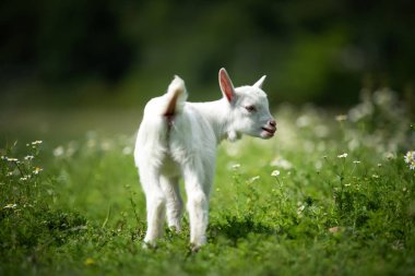 Sarı çiçeklerle yeşil çimlerin üzerinde duran beyaz keçi yavrusu