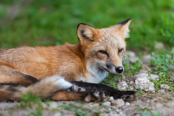 Portrét Liška Obecná Vulpes Vulpes Přirozeném Prostředí — Stock fotografie