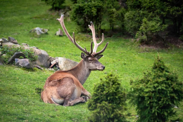 Fechar Jovem Cervo Macho Floresta Verão — Fotografia de Stock