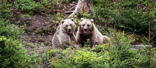 欧洲棕色熊在森林里 野生动物在自然栖所 — 图库照片