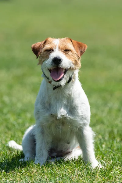 Renrasig Jack Russel Terrier Hund Sommardag — Stockfoto