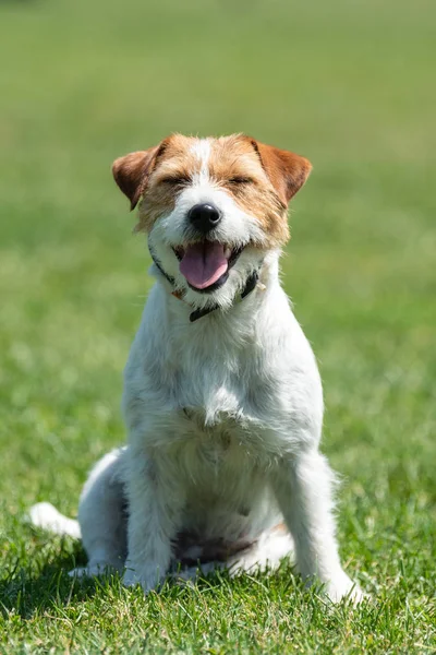 Jack Russel Terrier köpek yaz gün