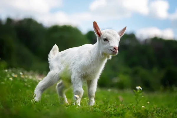White Baby Goat Standing Green Grass Yellow Flowers — Stock Photo, Image