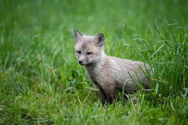 Chiudere Cucciolo Volpe Erba — Foto Stock