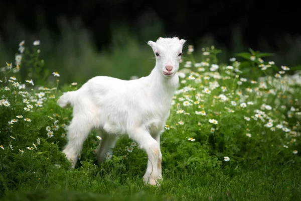 Bébé Chèvre Blanche Debout Sur Herbe Verte Avec Des Fleurs — Photo