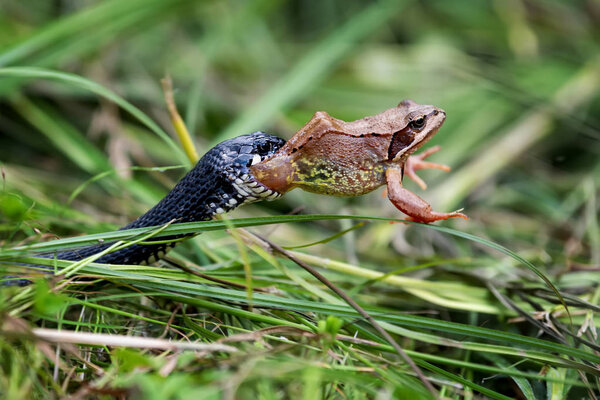 Black Snake eating big frog