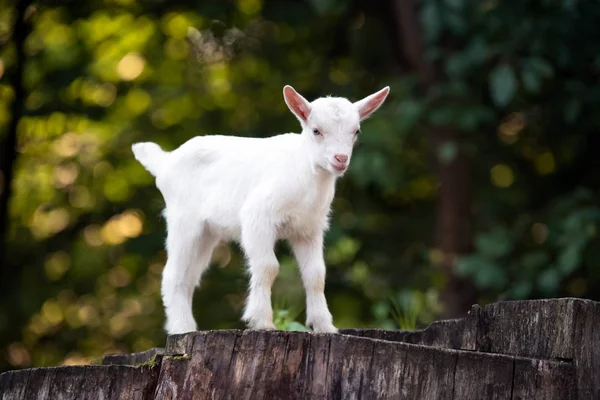 Bílé Dítě Koza Stojící Pařezu — Stock fotografie