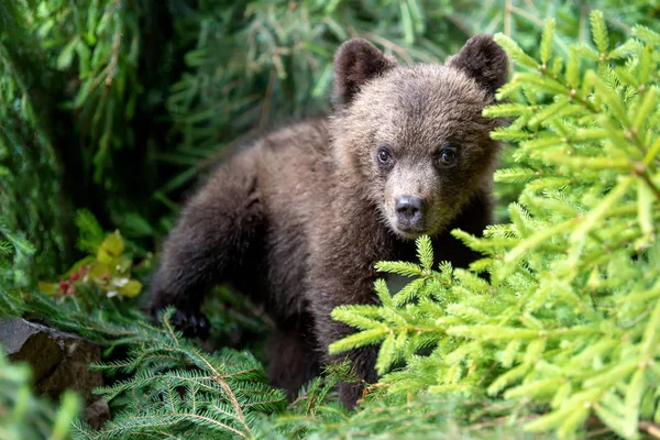 年轻的棕色熊幼崽在森林里 动物在自然栖所 — 图库照片